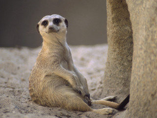 Small animal rock wall zoo - a stock photo free wallpaper
