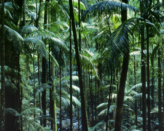 Forest tall green trees plants 3 - lot free wallpaper