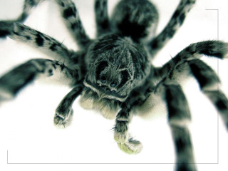Spider closeup white background black - a close up of a spider free wallpaper