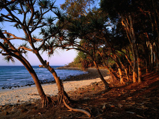 Beach trees water people distance 2 - the beach in the distance free wallpaper