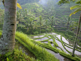Ricefield trees grass jungle palm - beautiful landscape free wallpaper