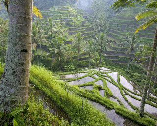 Jungle ricefield trees bamboo green - tree and grass free wallpaper