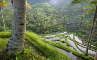 Rice field jungle river bamboo - tree and grass free wallpaper