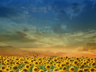 Sunflower field sunset cloudy sky 2 - under free wallpaper for desktop