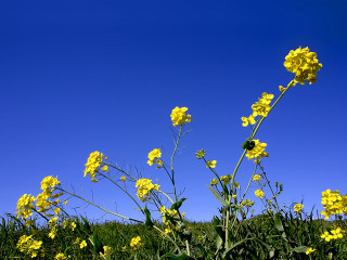 Yellow flower field blue sky 10 - yellow flower free wallpaper