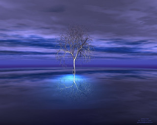 Tree water night blue light 2 - the water free wallpaper