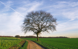 Tree dirt road field sky 4 - andy goldsworthy free wallpaper