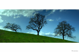 Three trees hill blue sky 2 - a hill free wallpaper