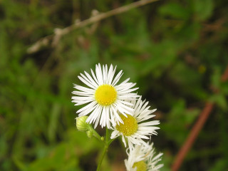 Flower closeup bokeh blurry background 3 - domirinic fegallia free wallpaper