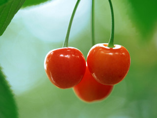 Cherries green leaves outdoors 3d - boetius adamsz bolswert free wallpaper
