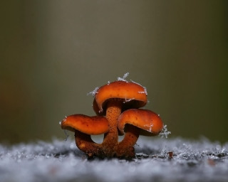 Mushrooms snow drops green ecological - ground free wallpaper