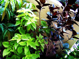 Garden bench wall plants behind - afewerk tekle free wallpaper