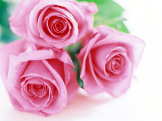 Pink roses white surface green 3 - a white surface free wallpaper