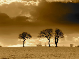 Trees field cloudy sky foreground - a field under a cloudy sky free wallpaper