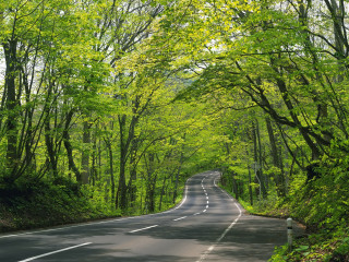 Forest road bench tree shade - green foliage free wallpaper