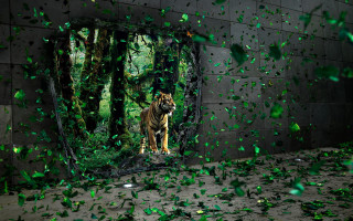 Tiger mirror green leaves confetti - surreal photography free wallpaper