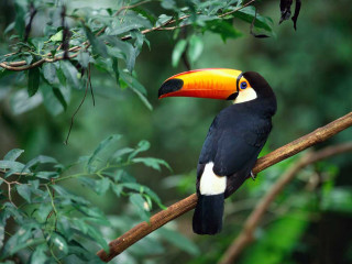 Toucan bird perched branch tree - orange beak free wallpaper