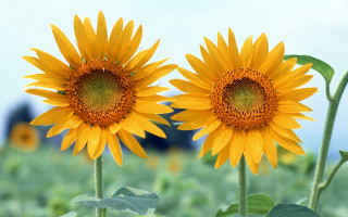 Sunflowers field blue sky building 2 - cheerful free wallpaper