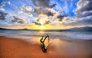 Tree branch beach sunset clouds 2 - arthur pan free wallpaper