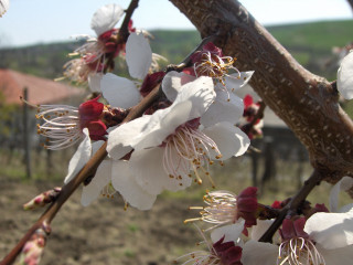 Tree white red flowers field - flower free wallpaper