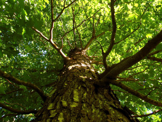 Tree green leaves forest sunlight - the forest free wallpaper