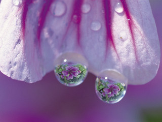Close up flower water droplets 9 - david lachapelle free wallpaper