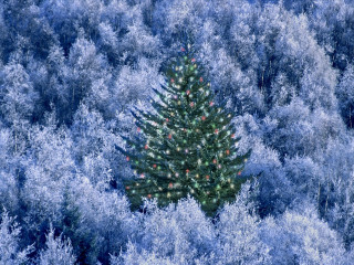 Christmas tree blue forest red 2 - branch free wallpaper