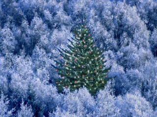 Christmas tree blue forest red 3 - branch free wallpaper