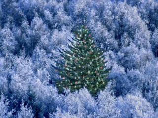 Christmas tree blue forest red 4 - branch free wallpaper