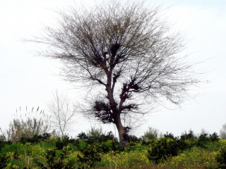 Bare tree field sky birds - ecological art free wallpaper