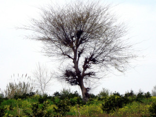 Bare tree field sky birds 3 - ecological art free wallpaper