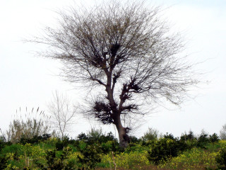 Tree no leaves field sky - ecological art free wallpaper