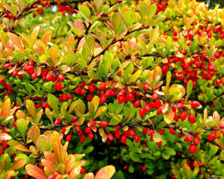 Bush red berries green leaves 3 - red berry free wallpaper