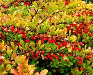 Bush red berries green leaves 2 - red berry free wallpaper