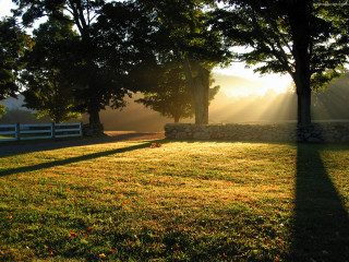 Field stone wall trees sunshine 2 - the tree and the grass free wallpaper