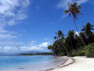 Beach palm trees blue sky 4 - camille bouvagne free wallpaper