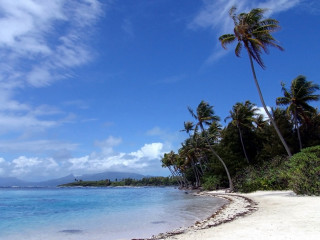 Beach palm trees blue sky 30 - camille bouvagne free wallpaper