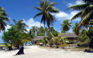 Beach palm trees hut ocean 3 - palm tree and a hut free wallpaper