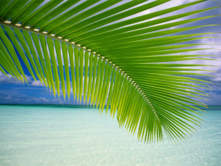 Palm leaf beach scene blue - blue water free wallpaper