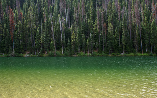 Lake forest boat raft night - tree and a forest in the background free wallpaper