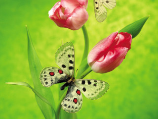 Butterfly flower nearby green background - a green background behind free wallpaper