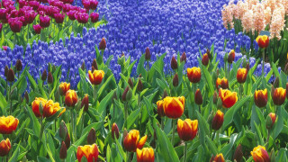 Colorful flowers blue sky purple - rich vivid color free wallpaper