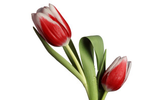 Red flower water droplets digital - a vase free wallpaper