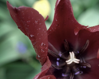 Red flower water droplets macro 35 - video art free wallpaper
