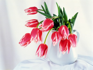 White vase red flowers still 2 - a white background behind free wallpaper