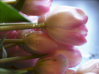 Pink flowers water droplets closeup - the petal free wallpaper