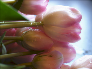 Pink flowers water droplets green 2 - water droplet free wallpaper