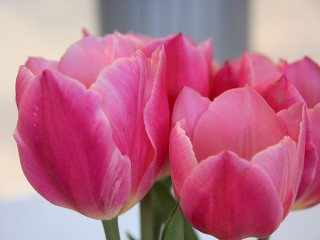 Pink flowers vase water drops - a close up of a bunch free wallpaper