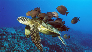 Turtle swimming ocean fish corals 4 - a turtle swimming in the ocean free wallpaper