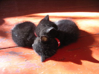 Black cat wooden floor red 4 - cat free wallpaper